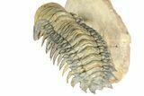 Flying Crotalocephalina Trilobite - Atchana, Morocco #359219-4